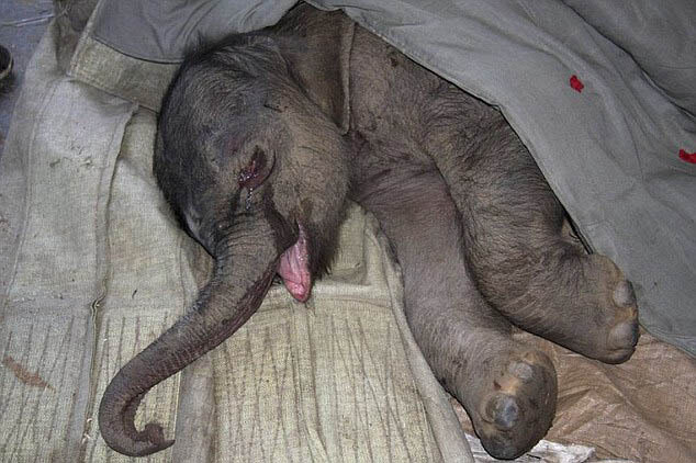 山东神雕山野生动物园里发生惊人一幕:一头母象对着自己刚出生的幼象