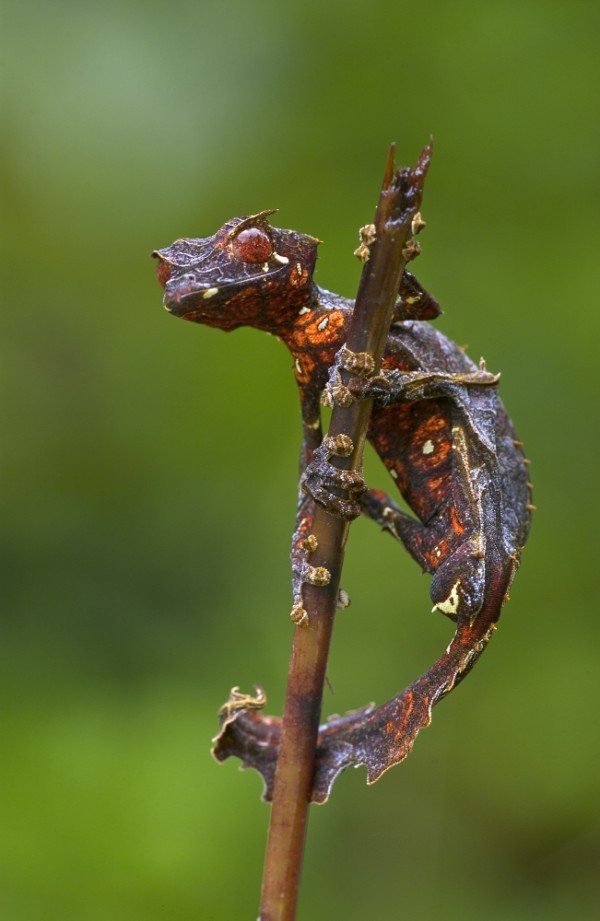 叶尾壁虎(学名:uroplatus phantasticus)具有突出的红色眼睛,微小的角