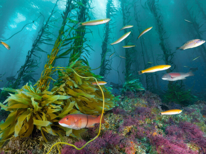 美国加利福尼亚州考特斯滩海底山的生物群落.