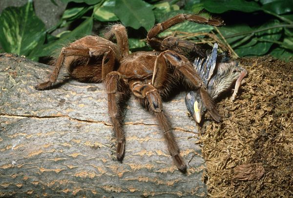 利亚食鸟蛛学名"theraphosa blondi",是世界上体型第二大蜘蛛,与狼蛛