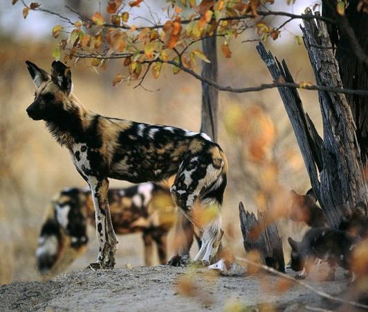 非洲野狗也被称为"彩狗"或者"海角猎狗",是濒危犬科动物,其以群体为