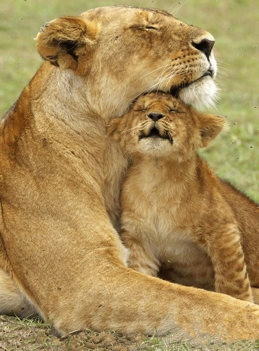 小狮子依偎在妈妈怀里,表情十分享受.
