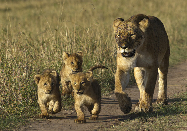 狮子妈妈带着三个活泼的狮宝宝