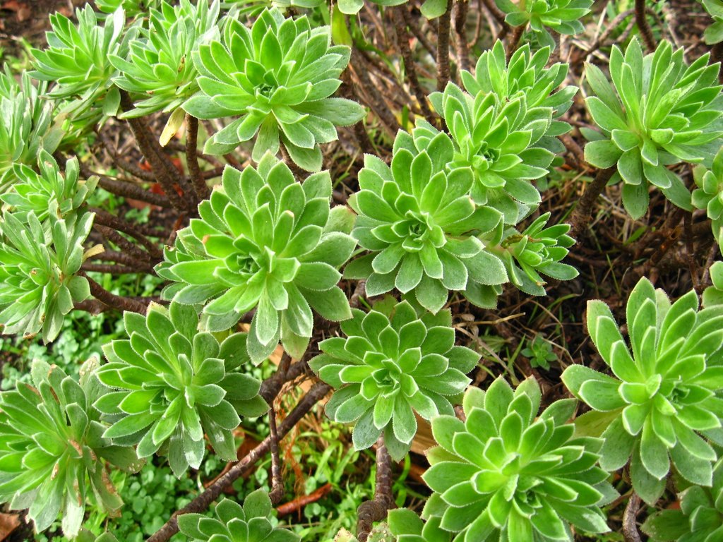 植物 多肉 园艺 摄影 颜色 景天科 艳丽 野生 非洲 肥厚