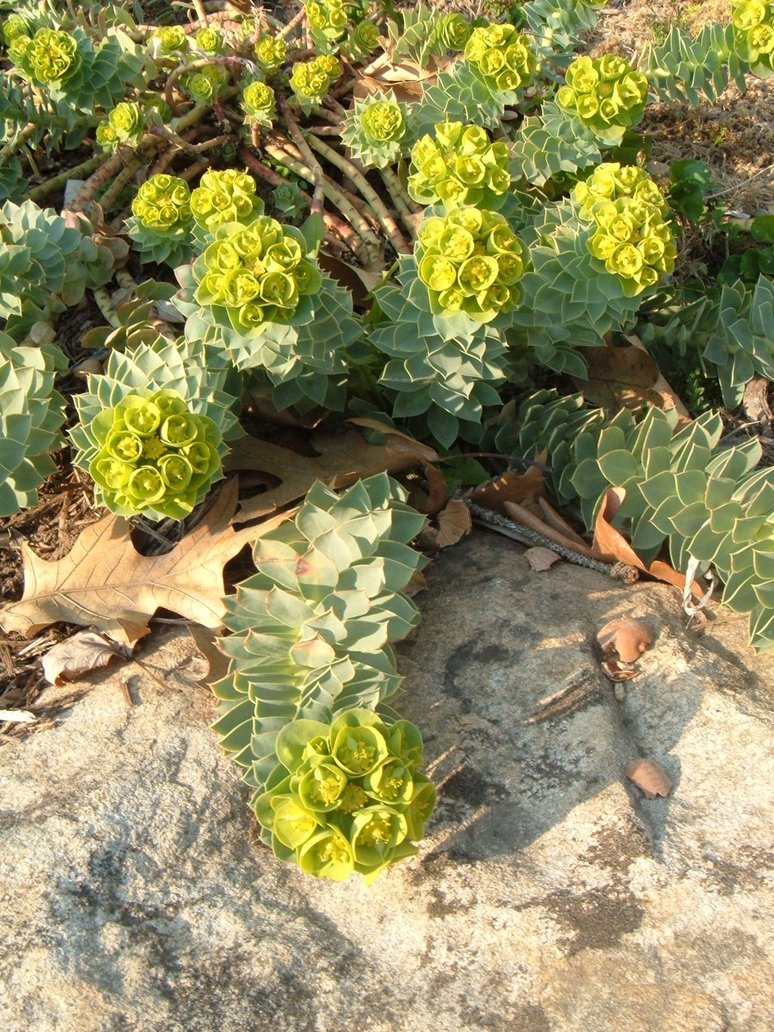 植物 多肉 园艺 摄影 颜色 景天科 艳丽 野生 非洲 肥厚