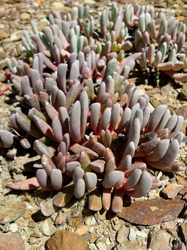 植物 多肉 野生 露养 摄影 景天 厚叶 非洲