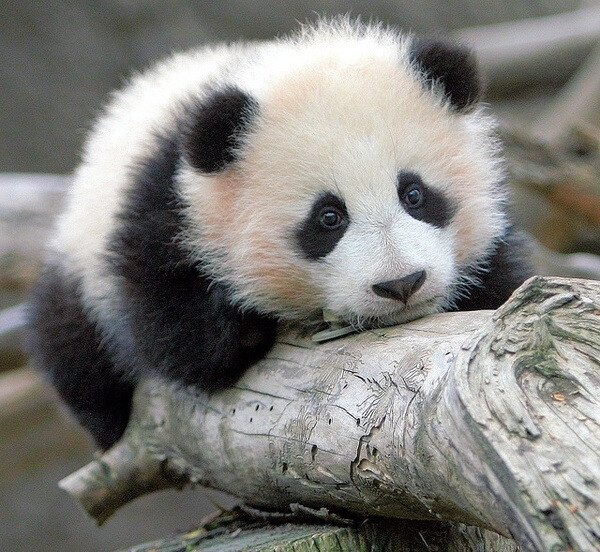 冬日小动物# 熊猫宝宝