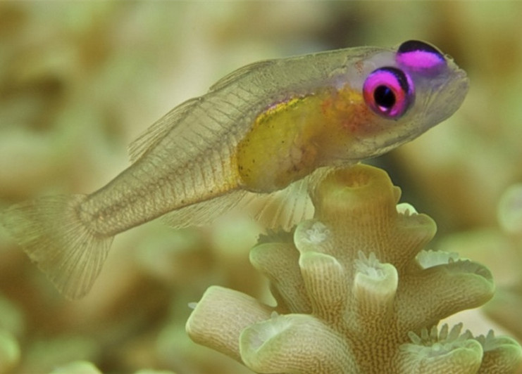 一只粉眼无色虾虎鱼在弗林德斯暗礁的一珊瑚上休息