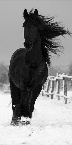 Pet Horse Laura's Heartfelt Journey: Cultivating a Unique Bond with Her Pet Horse