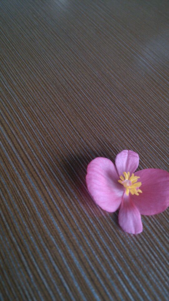 早上就收到一朵小花,心情愉悦一整天