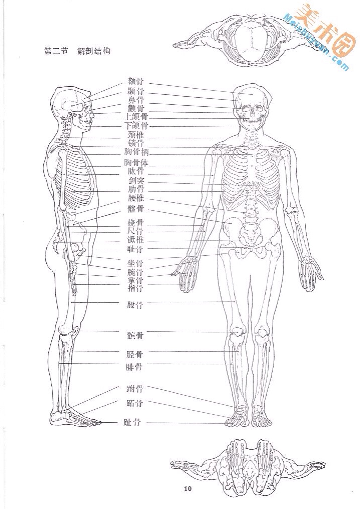 人体骨骼结构