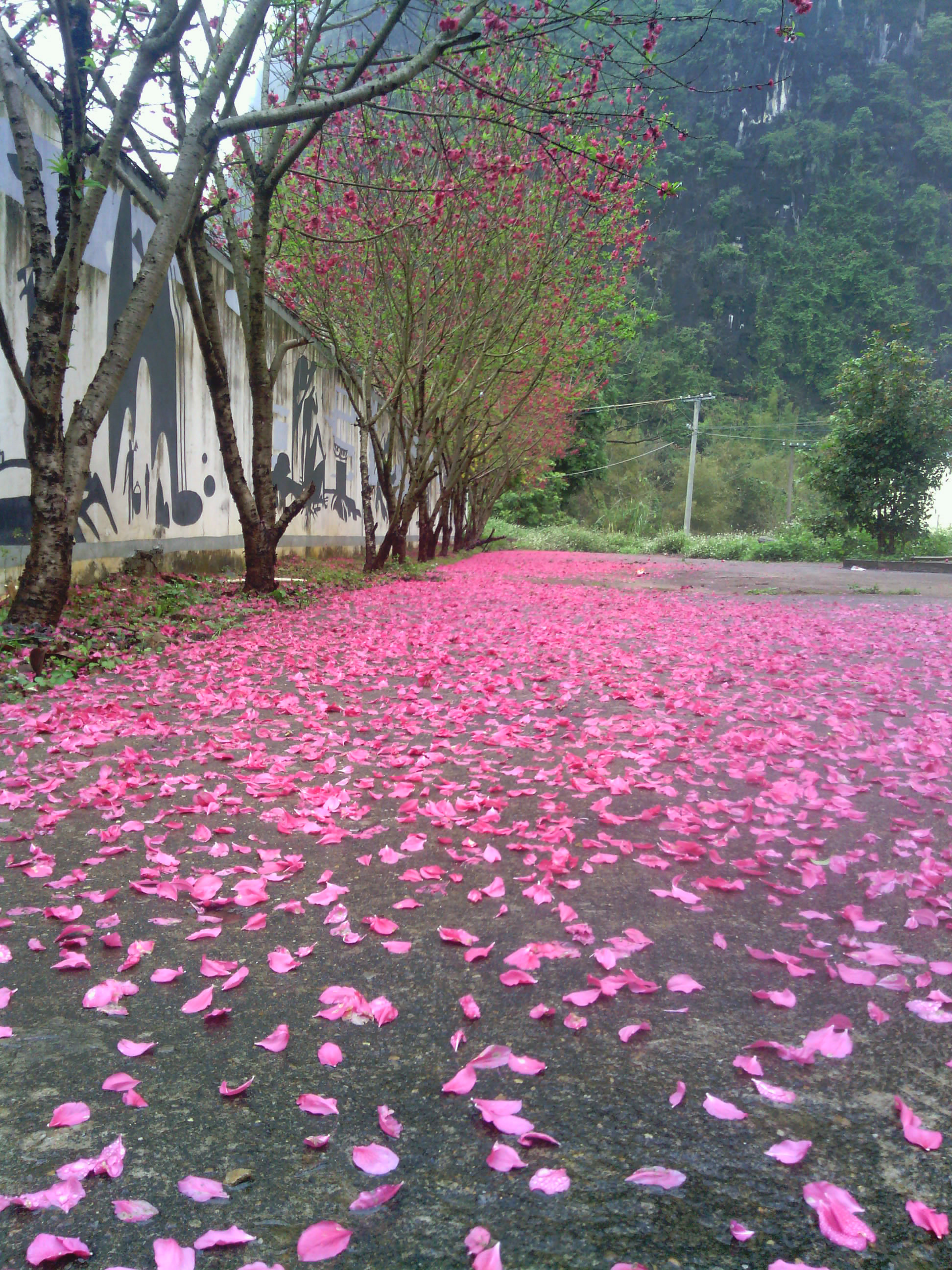 桃花满地