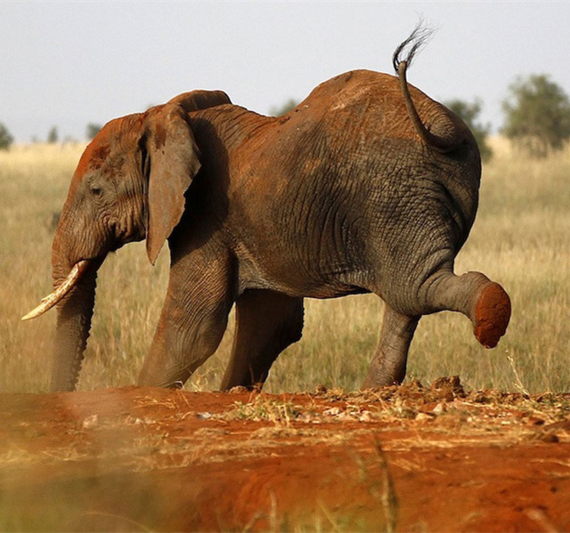 大象一边欢快地撒开脚丫,一边抬起一条结实的小粗腿往后乱甩乱蹬