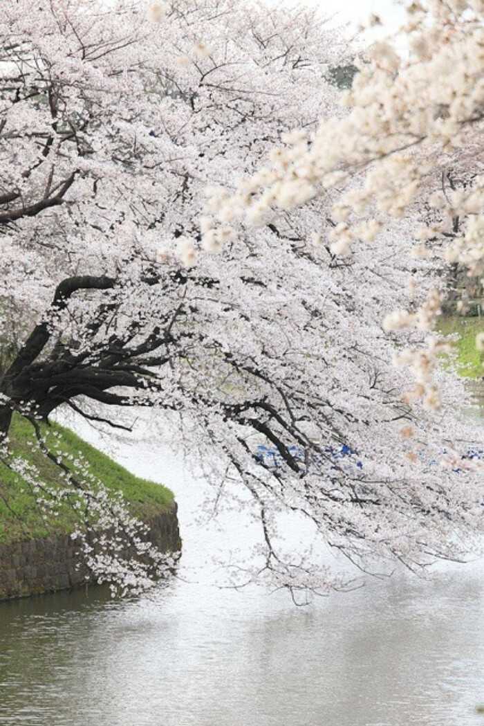 东京今年樱花开放预测时间,是在3月24日左…-