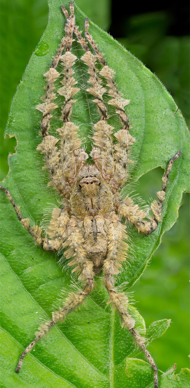 ——巨蟹蛛科的某个种类,这也是本组图片中最大的蜘蛛,宽度达到5厘米
