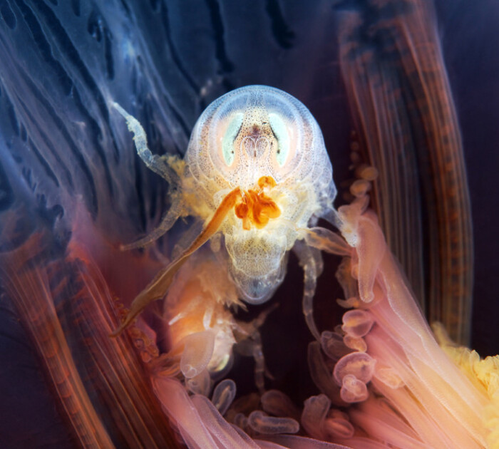 北冰洋奇异软体生物:水母寄生虫.