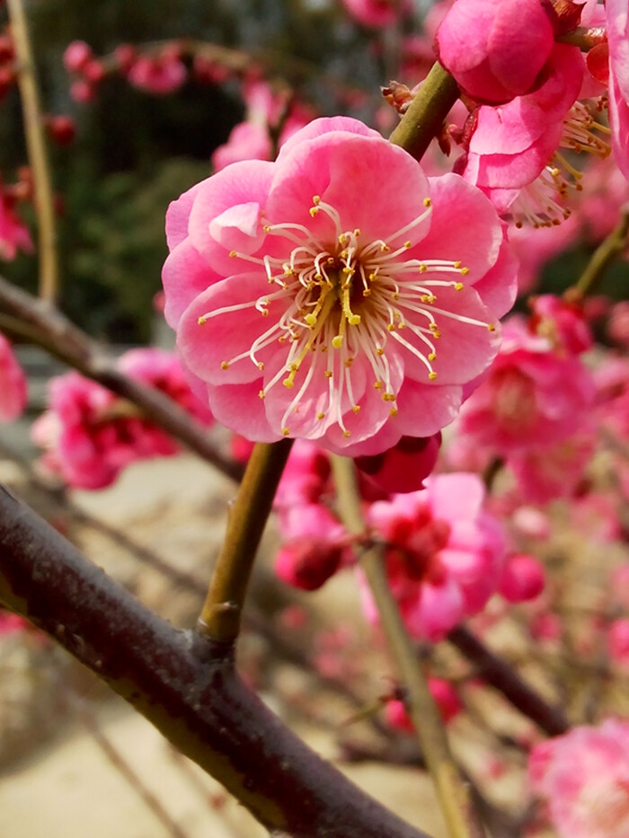 桃花开 好运来