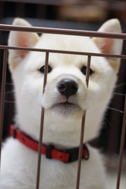 小白,白色柴犬