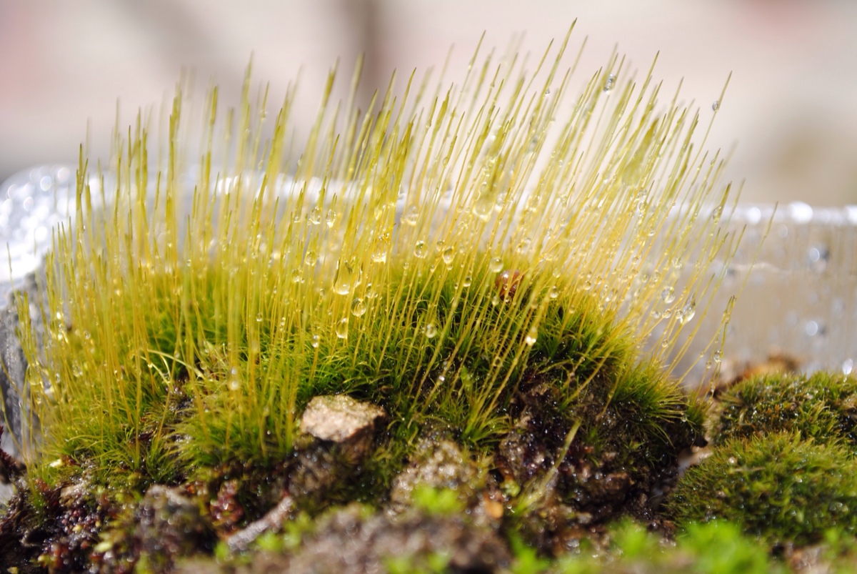 2014年3月13和鹏先生一起种植的青苔小植物.