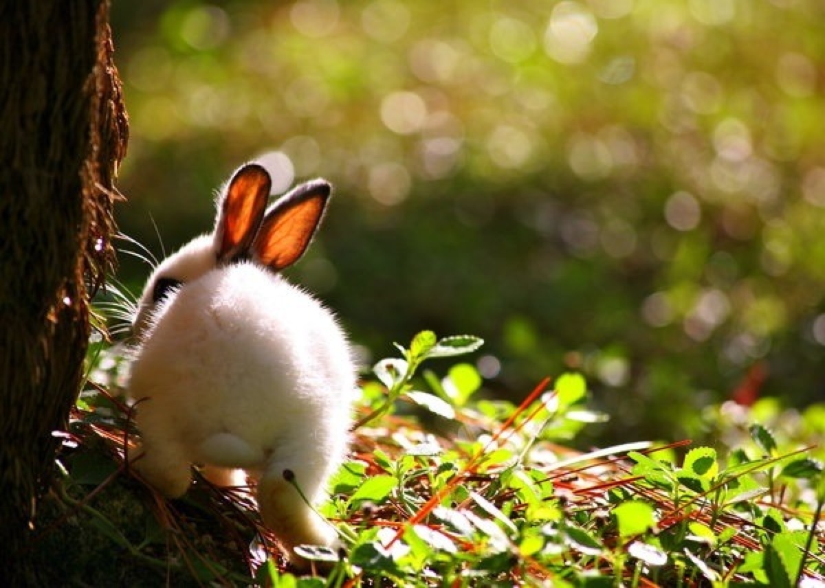 萌宠 兔子 bunny