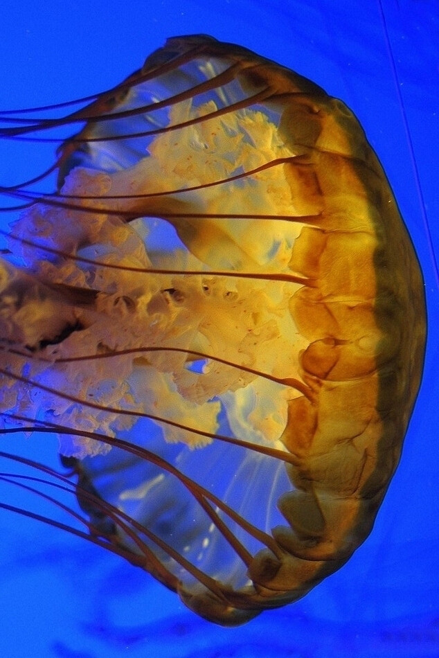 水母是海洋中重要的大型浮游生物,是无脊椎动物,属于刺胞动物门中的一