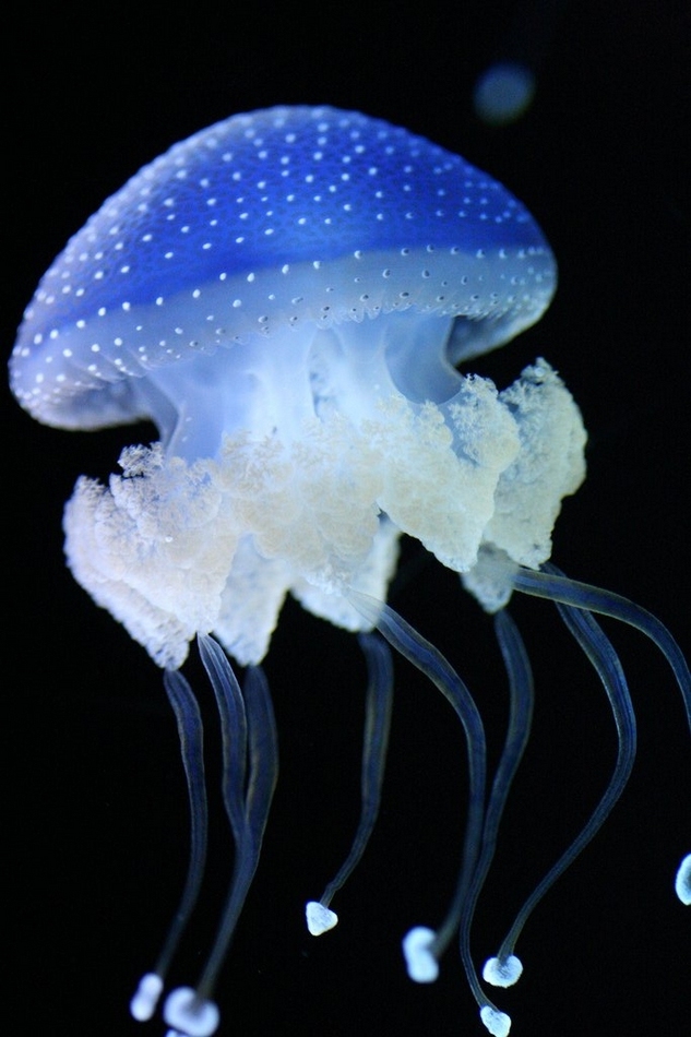 水母是海洋中重要的大型浮游生物,是无脊椎动物,属于刺胞动物门中的一