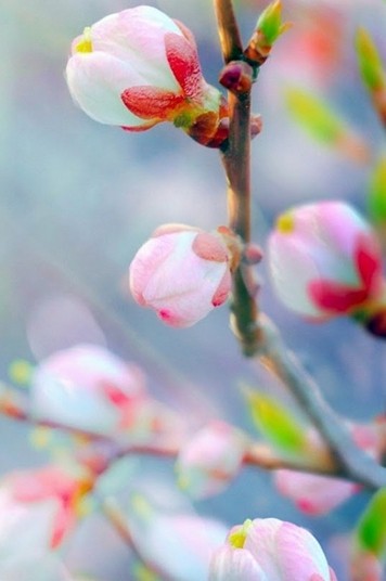 现在为你带来一组春天的花蕾手机壁纸,春暖花开,鸟语花香,花枝招展