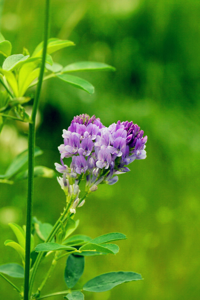 紫苜蓿:豆科苜蓿属,多年生草本,高30-100厘米.