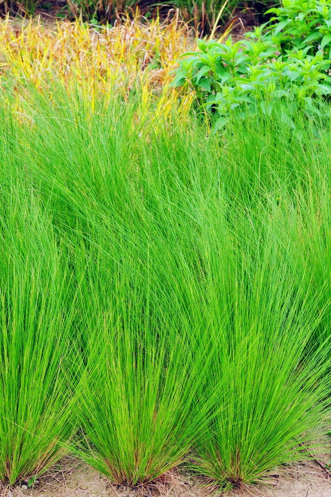 细茎针茅:禾本科针茅属,多年生常绿草本.