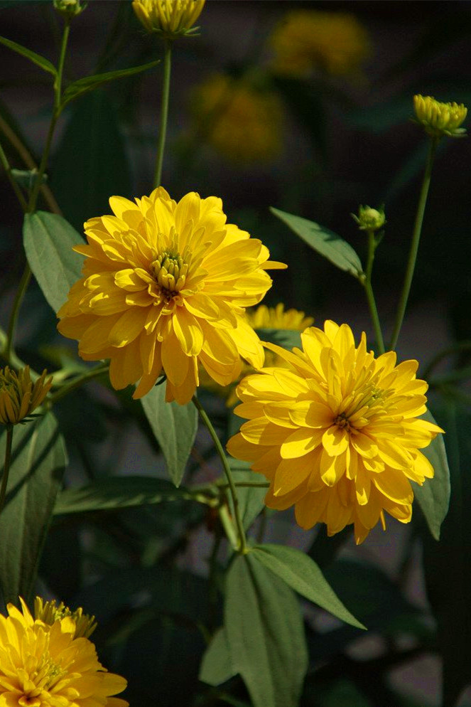 重瓣金光菊.