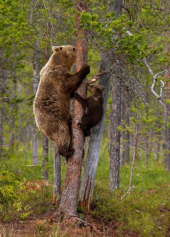 俄罗斯martinselkonen 自然保护区,一岁大小熊在熊妈妈的指导下学习