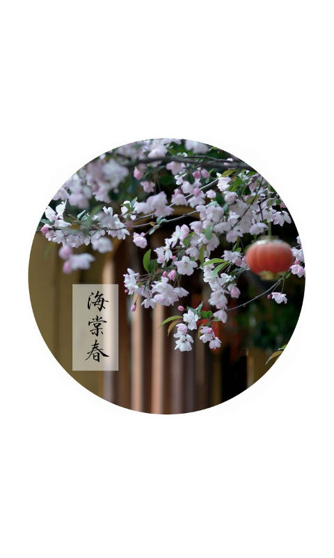 海棠春 堆糖网