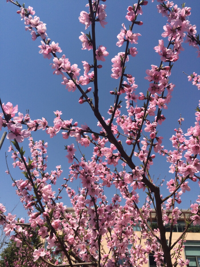 2014年3月21日,一树桃花