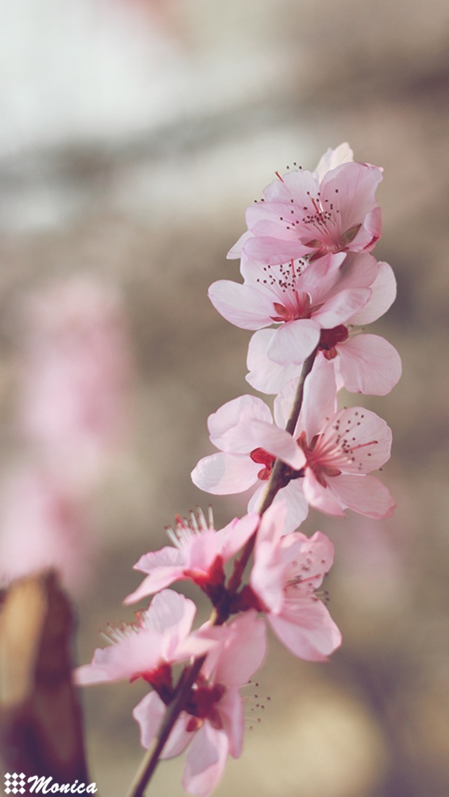 iphone 壁纸 桌面 小清新 治愈系 文艺 樱花 花(所有壁纸均为monica