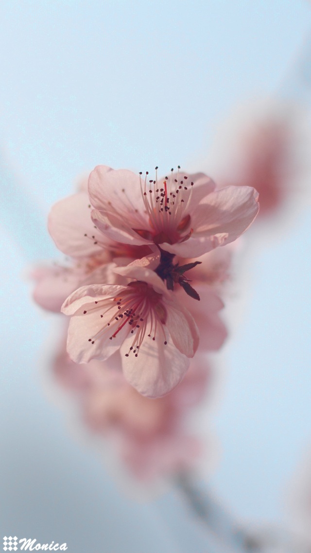 iphone 壁纸 桌面 小清新 治愈系 文艺 樱花 花(所有壁纸均为monica