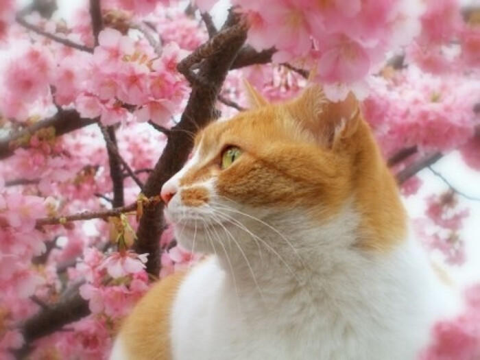 猫与樱花