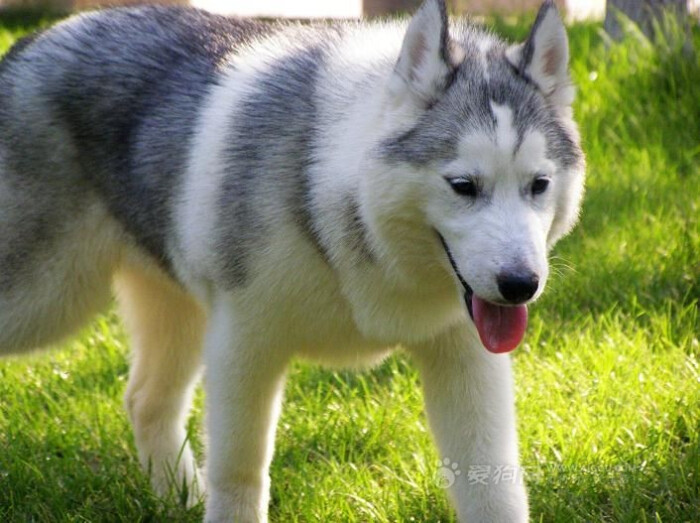全名: 哈士奇/哈士奇犬/西伯利亚雪橇犬 简称: 哈士奇 英文名