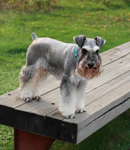 雪纳瑞/雪娜瑞 英文名: standard schnauzer terrier 类型: 中型犬