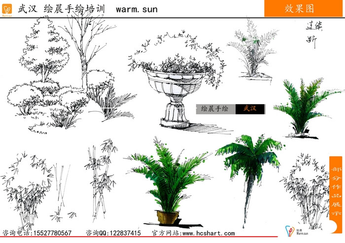 绘晨手绘 室外植物手绘效果图 景观单体手绘效果图 景观植物线稿 绘晨