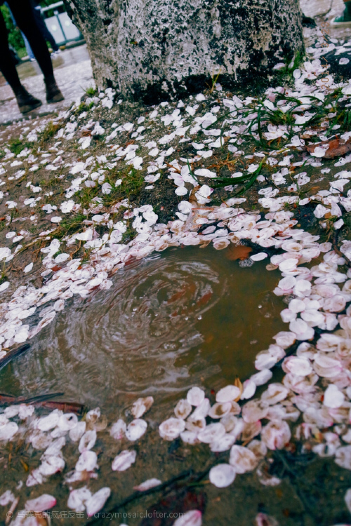 期待一场花雨.淹没掉所有的不快.