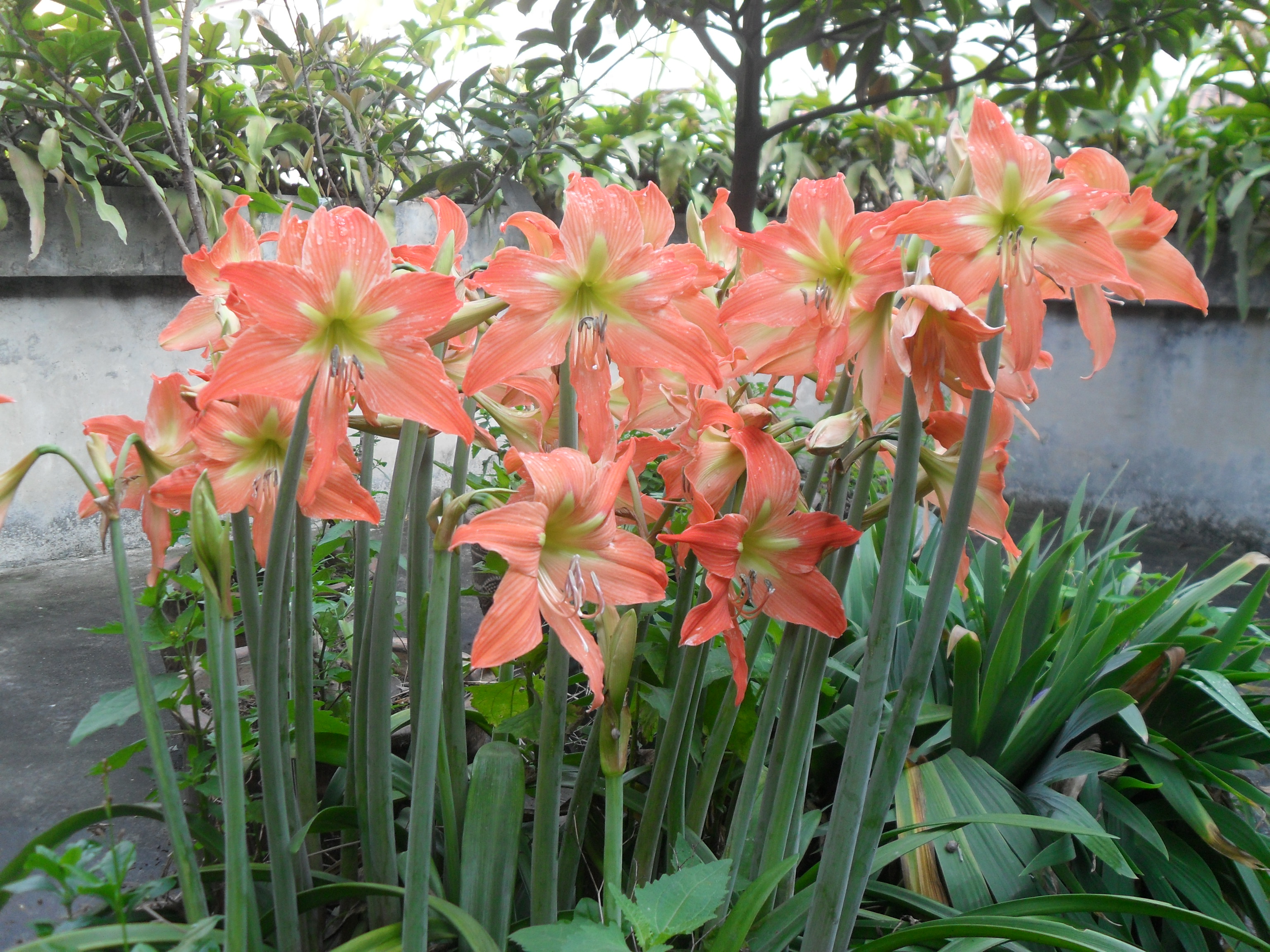 风雨花 姐妹花 水仙花 喇叭花