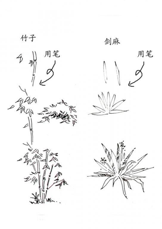 绘晨手绘 室外植物手绘效果图 景观单体手绘效果图 景观植物线稿 绘晨