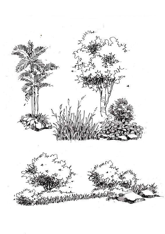 绘晨手绘 室外植物手绘效果图 景观单体手绘效果图 景观植物线稿 绘晨