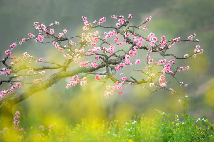 烂漫桃花 .摄影/魏前程
