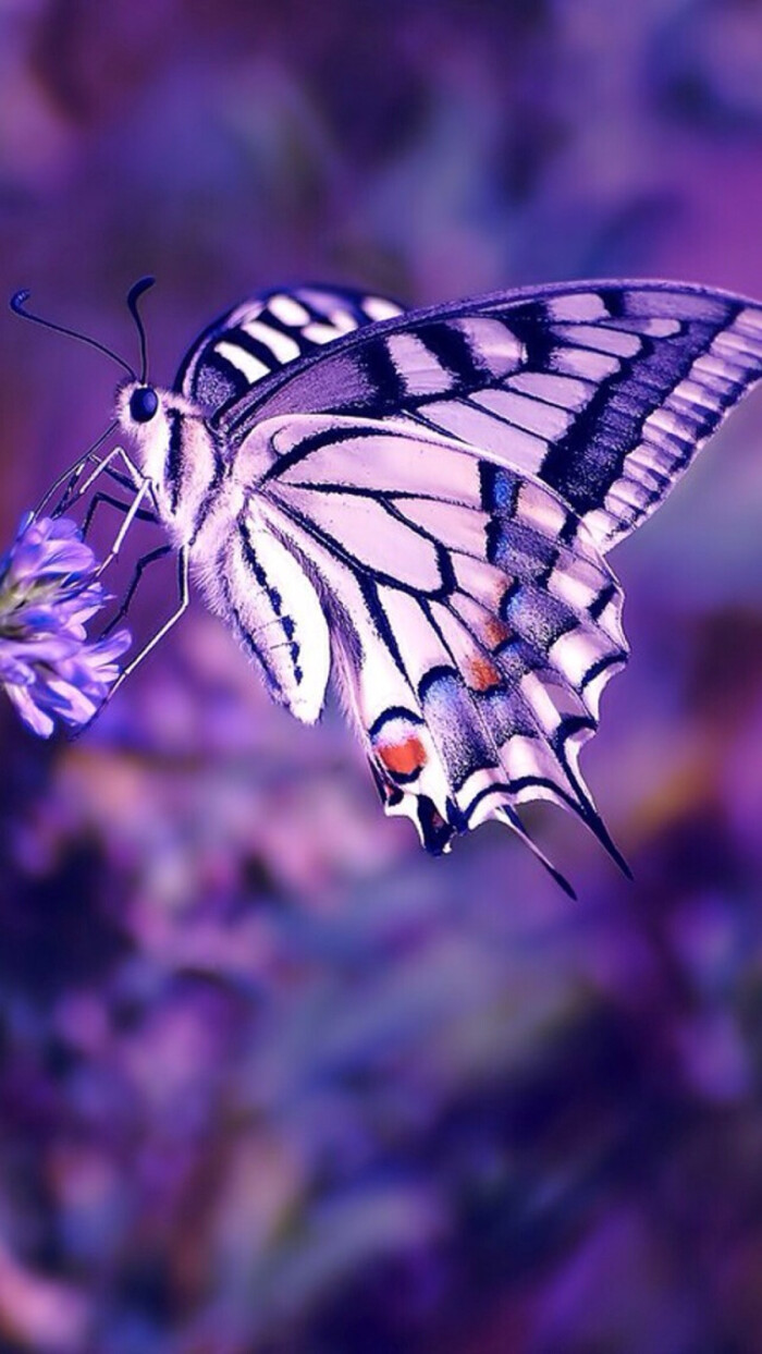 紫色,蝴蝶