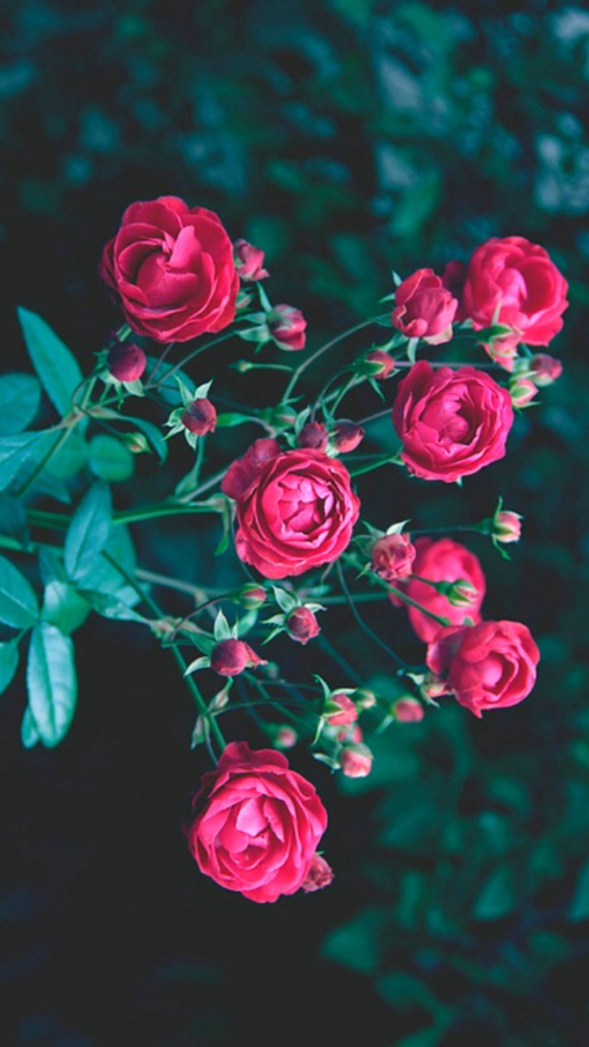 壁纸iphone 清新 欧美 风景 森系 图片 在路上 摄影作品 玫瑰 花朵