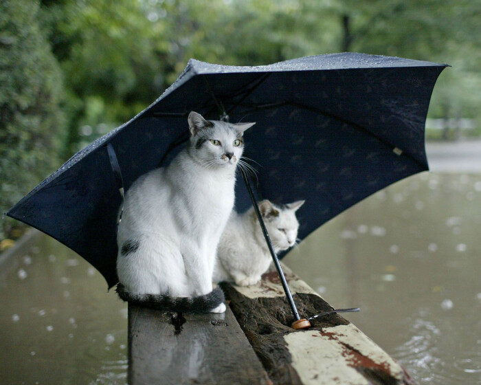 这天,又下雨了.