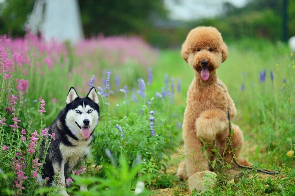 北门摄影 的爱犬豆豆和不知名的可爱大狗狗~~ 这两只都是又2又萌系的