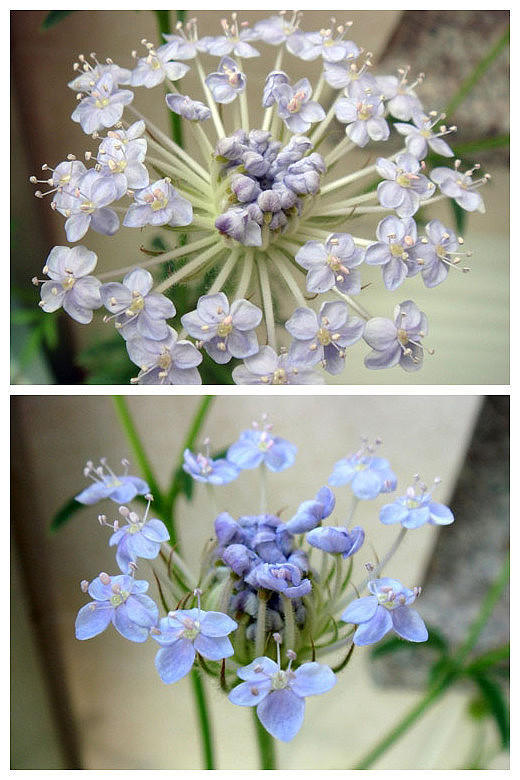 花 学名:trachymene caerulea(didiscus caeruleus),伞形科,饰带花属