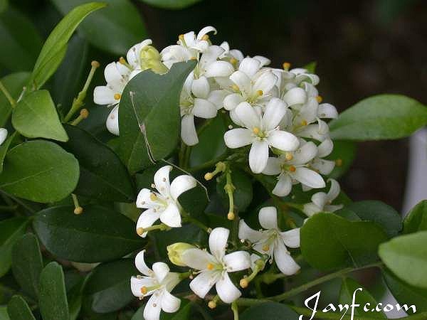 属芸香科,九里香属.